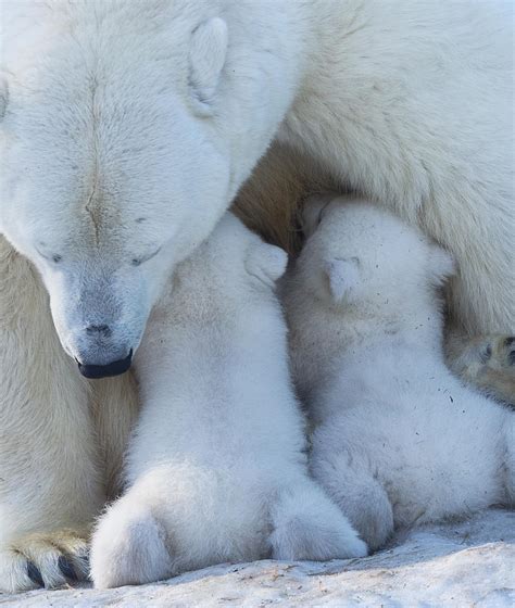 Polar Bear Mom Feeding Twins Cub Photograph By Anton