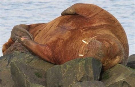 Walrus Spotted Off Northumberland