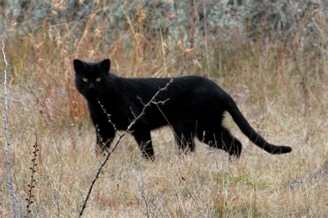 Feral Cats In The Australian Outback Are Evolving Into A New Wildcat