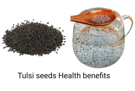 What Are The Health Benefits Of Eating Tulsi Seeds Infusecooking