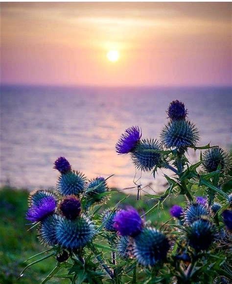 Gorgeous Scottish Thistles At Sunset By Ve Young Scottish Flowers