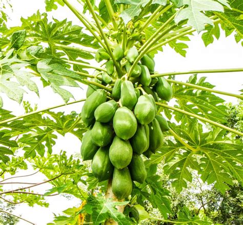 What Is The Difference Between Pawpaw And Papaya