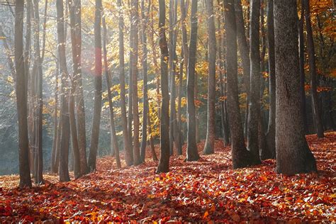 Landscape Photography Of Forest During Autumn Season · Free Stock Photo