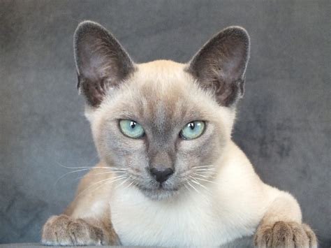 Image Result For Solid Blue Mink Tonkinese Tonkinese Cat Cats Cats