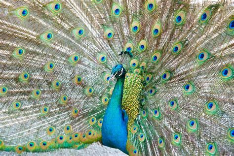 Peacock With Open Train Stock Image Colourbox