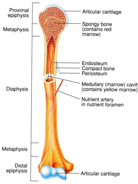 Long Bone Diagram Qwlearn