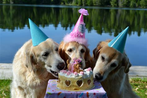 Time To Eat Cake Dog Love I Love Dogs Birthday Dogs