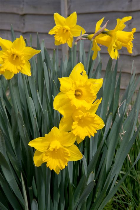 Spring Flowers Yellow Daffodils Free Stock Photo - Public Domain Pictures