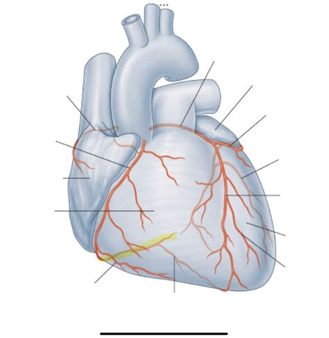 Unlabeled Coronary Arteries Diagram Diagrams Quizzes And Worksheets