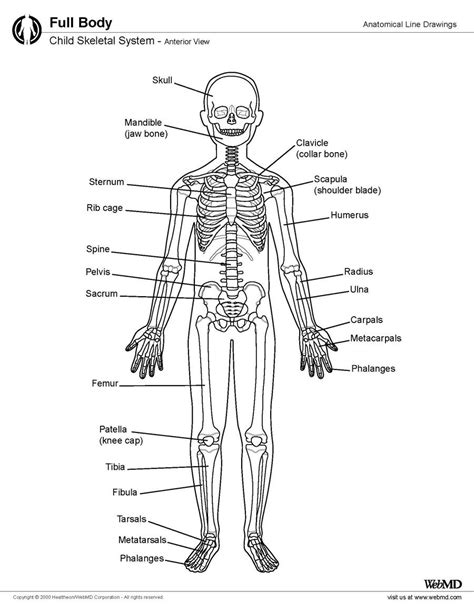 Each diagram can be printed in color or black and white. Pin by karen a on Drawing Children | Jaw bone, Scapula, Knee cap