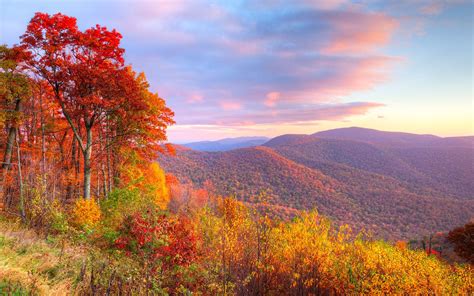 Autumn Mountain Forest