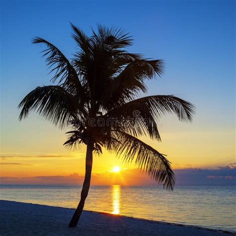 View Of Beach With Palm Tree At Sunset Stock Photo Image Of Summer