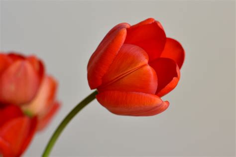 Free Images Flower Petal Bloom Cup Tulip Spring Red Closeup