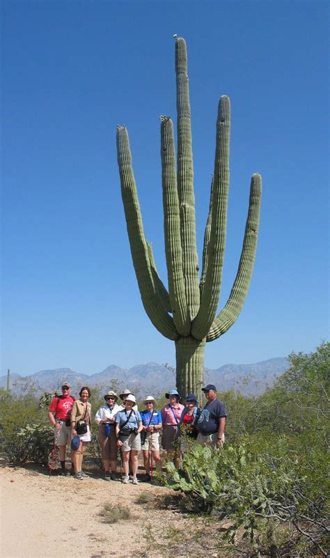Saguaro National Park Tucson Arizona Sonoran Desert Preserve
