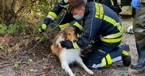 Feuerwehr Rettete Hund Joey Vor Dem Ertrinken Kurierat