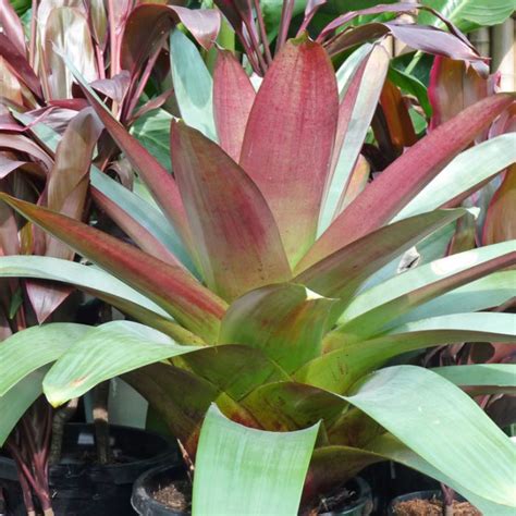 20 Types Of Bromeliad Plant Irwinjalisha