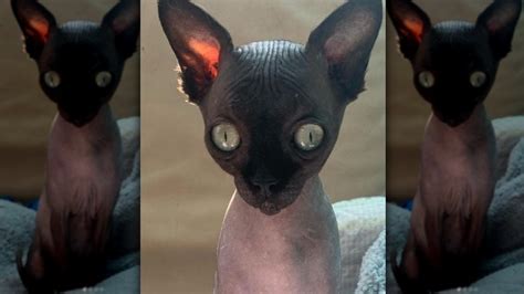 The Cat Breed That Looks Like A Bat