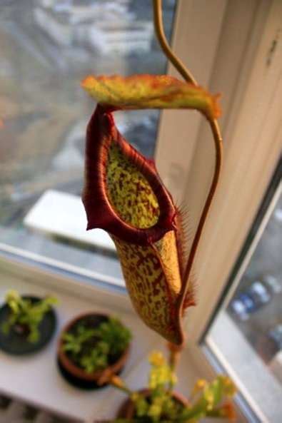 How to care for the pitcher plants? Indoor Pitcher Plant Care: Tips Menumbuhkan Tanaman ...