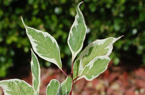 24 Pictures Of Plants With Variegated Leaves
