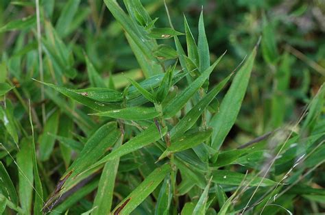 Field Biology In Southeastern Ohio Grasses Part 2