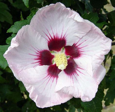 Hibiscus Syriacus Red Heart The Site Gardener