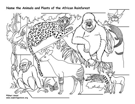 This is not a physical product. Label the Rainforest Animals | Jungle coloring pages ...