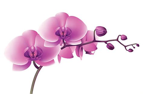 Orchid Clip Art Vector Images And Illustrations Istock