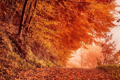 Premium Photo Beautiful Autumn Landscape