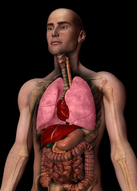 Digitally Generated Image Of Inner Human Organs Digital Art By Calysta