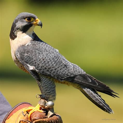 Wanderfalke Foto And Bild Nah And Makro Tiere Zoo Wildpark