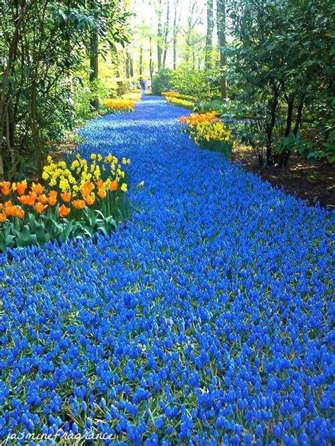 Amazing With Images Beautiful Gardens Blue Plants Beautiful