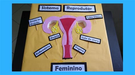 Sistema Reprodutor Feminino ReproduÇÃo Humana CiÊncias Anatomia