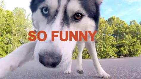 Cute Siberian Husky Chases Remote Control Car Gopro View From Car