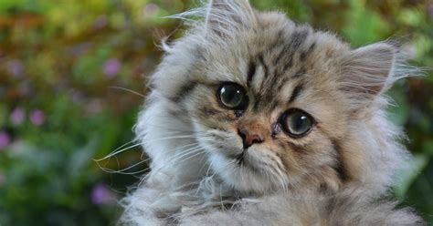 Saiba quais são as 11 raças de gatos mais comuns no Brasil