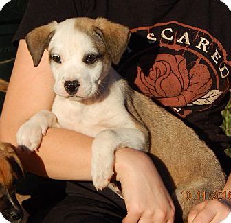 Torre, our 12 year old old english bulldog, had been one of our original babies since before my husband and i married. Sussex, NJ - German Shepherd Dog/English Bulldog Mix. Meet ...
