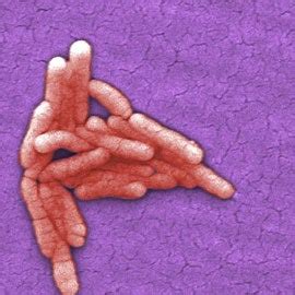While some of the infections can be easily treated, some of. New Salmonella strain delivers gene-based therapy to fight ...