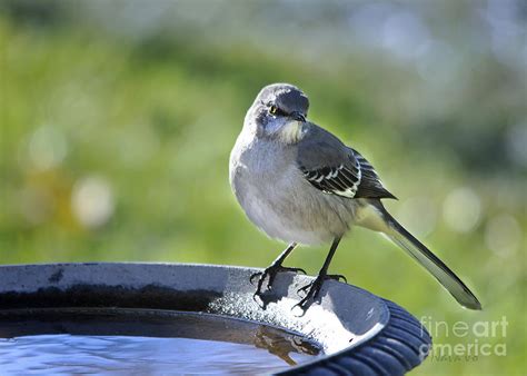 Mockingbird Arkansas State Bird Photograph By Nava Thompson Fine Art