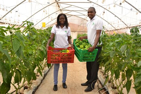 GREENHOUSE VEGETABLE PRODUCTION IN GHANA AGRITOP LEADS THE WAY WITH KNOWLEDGE Agritop Gh
