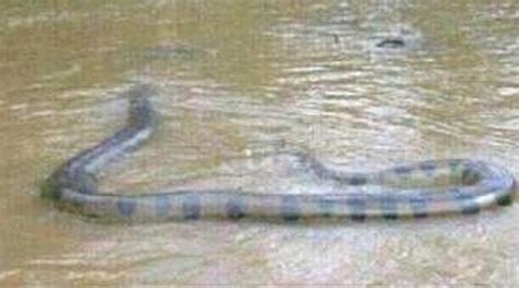 Real Or Fake Giant Snake Photographed In Rough River