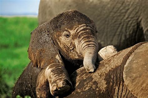 Free Download Hd Wallpaper Young Elephant Brown Elephant Wildlife