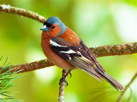 19 Common British Birds In Your Garden Lovethegarden Common British