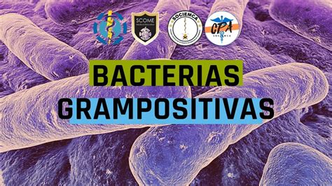 Bacterias Grampositivas Youtube