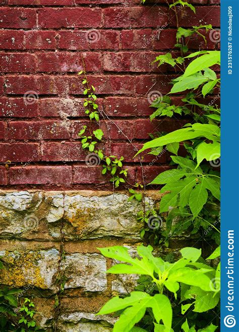 Red Brick And Gray Stone Wall With Young Vine Growing Stock Image