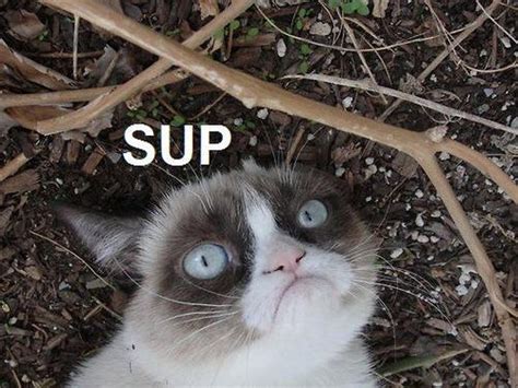 Grumpy Cat Sup Meme Grumpy Cat Humor Funny Grumpy Cat Memes