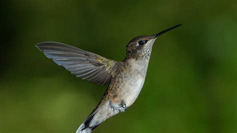 The Hummingbirds Are Back