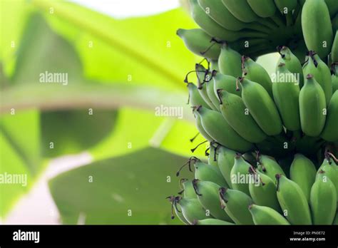 Banana Tree With Unripe Raw Green Bananas Bunches Growing Ripen On The