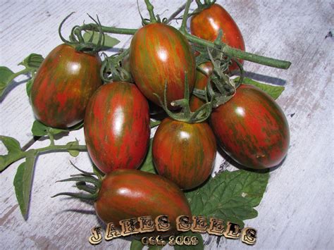 Brads Atomic Grape Tomato Jakes Seeds