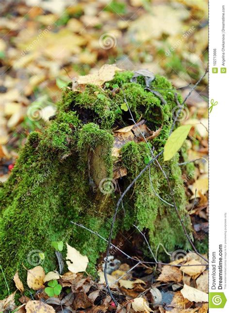 Tree Stump With Green Moss In Forest Stock Photo Image Of View Stump
