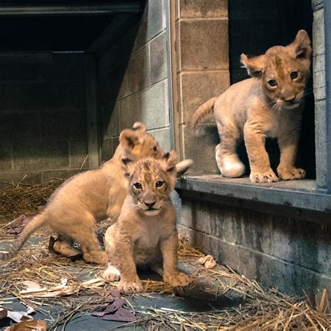 All Lion Cubs Born At Cincinnati Zoo Are Female Wvxu