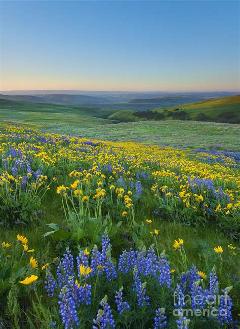 Columbia Hills Wildflower Dawn Photograph By Mike Dawson